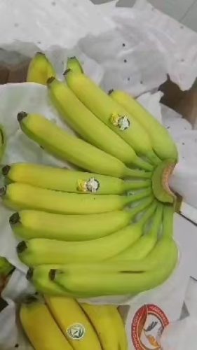 精品香蕉一区二区三区精品香蕉一区二区三区，探秘香蕉游戏世界